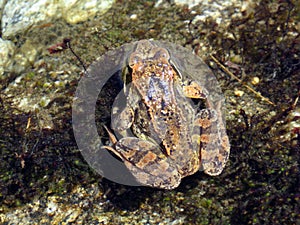 The moor frog Rana arvalis, Moorfrosch or MoÄvarna smeÄ‘a Å¾aba in the massif of the Swiss Alps and in the area of the mountain